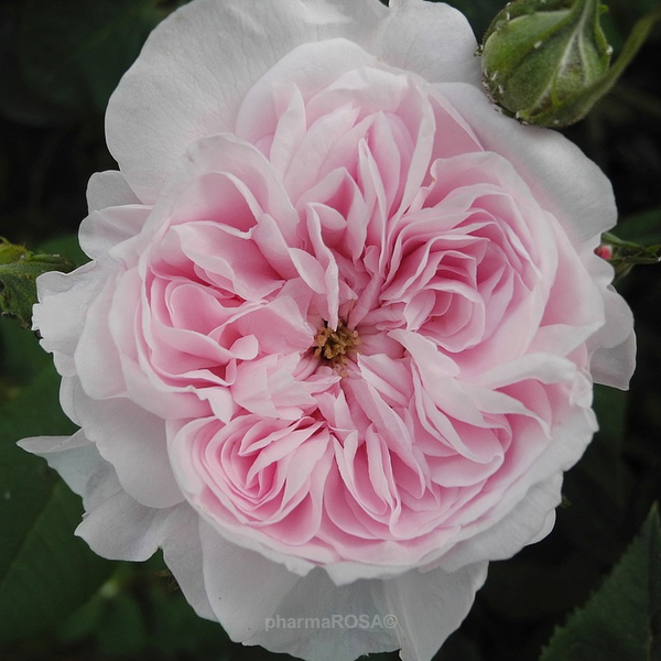 Ongekend Centifolia Roos - roze - Rosa Fantin-Latour - sterk geurende roos TC-54