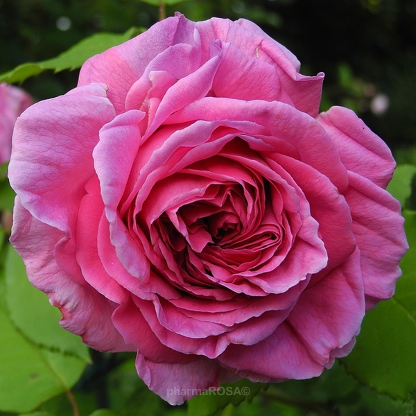 Beste Bourbon Roos - roze - Rosa Madame Isaac Pereire - sterk geurende LT-55
